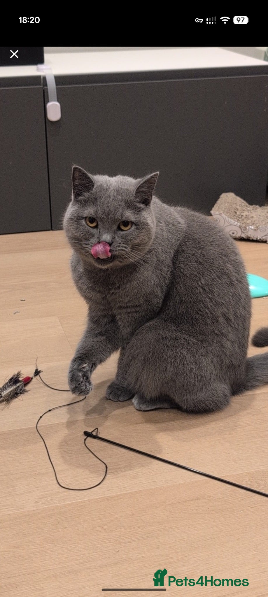 British Shorthair cats Adult male British short hair - Advert 4