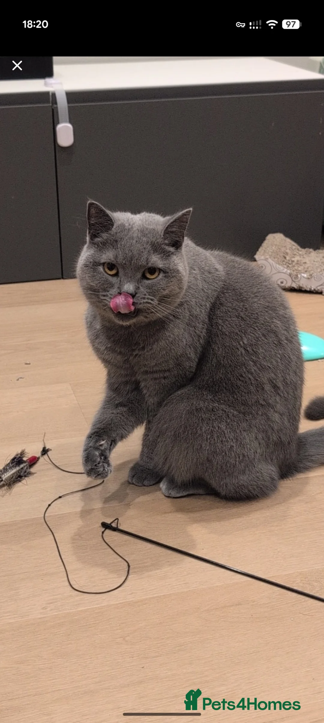 British Shorthair cats for sale: Adult male British short hair - Advert 1