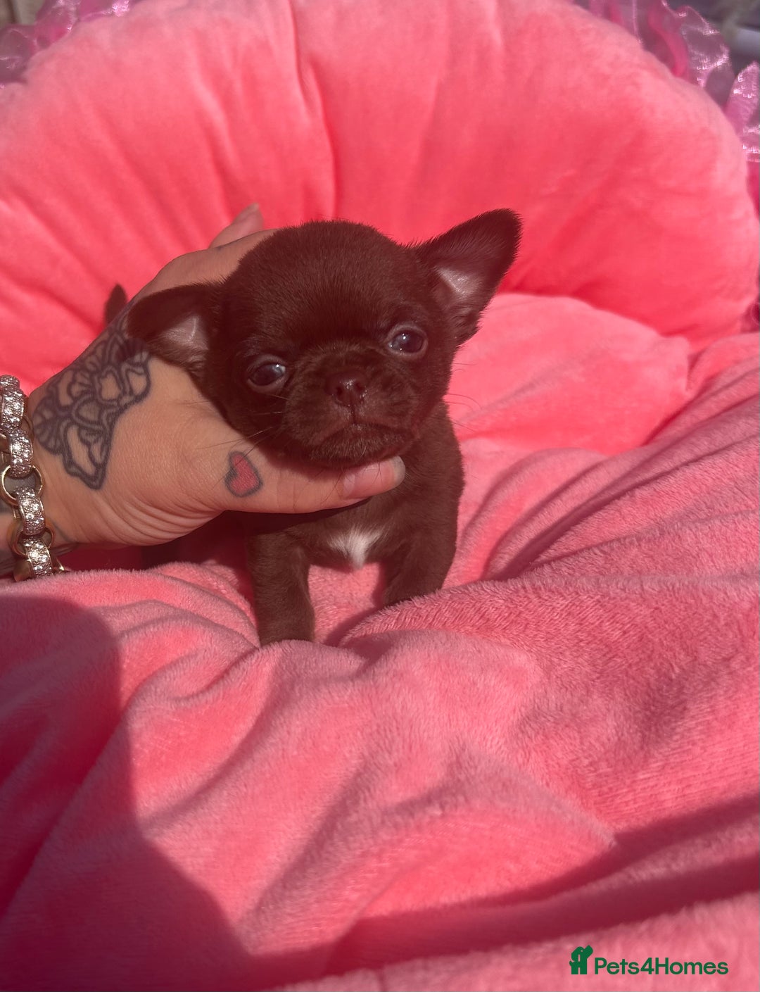 Chihuahua dogs for sale: Beautiful chocolate Chihuahua boys - Image 13