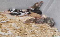 Mouse rodents for sale: Female fancy mice  - Image 6