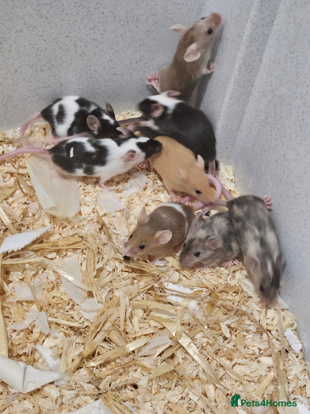 Mouse rodents for sale: Female fancy mice  - Image 6
