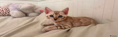 Bengal 6