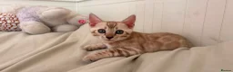 Bengal cats for sale: Tica Registered Bengal Kittens - Snow and Brown - Advert 2