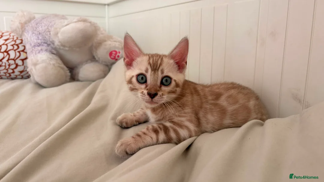 Bengal cats for sale: Tica Registered Bengal Kittens - Snow and Brown - Advert 2