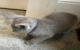 Russian Blue cats for sale: Russian Blue Kittens  - Image 14