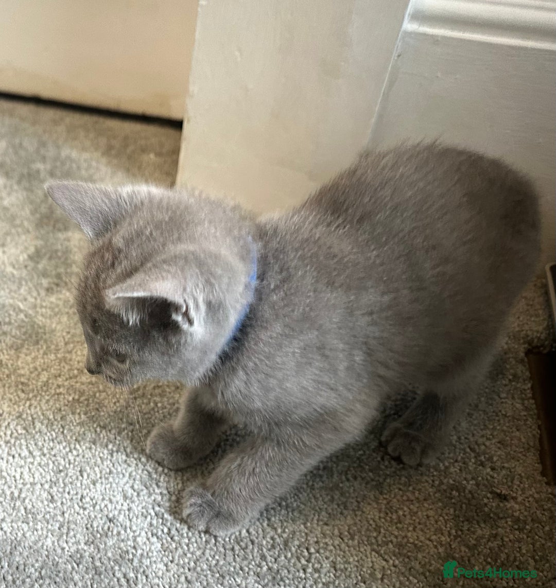Russian Blue cats for sale: Russian Blue Kittens  - Image 14