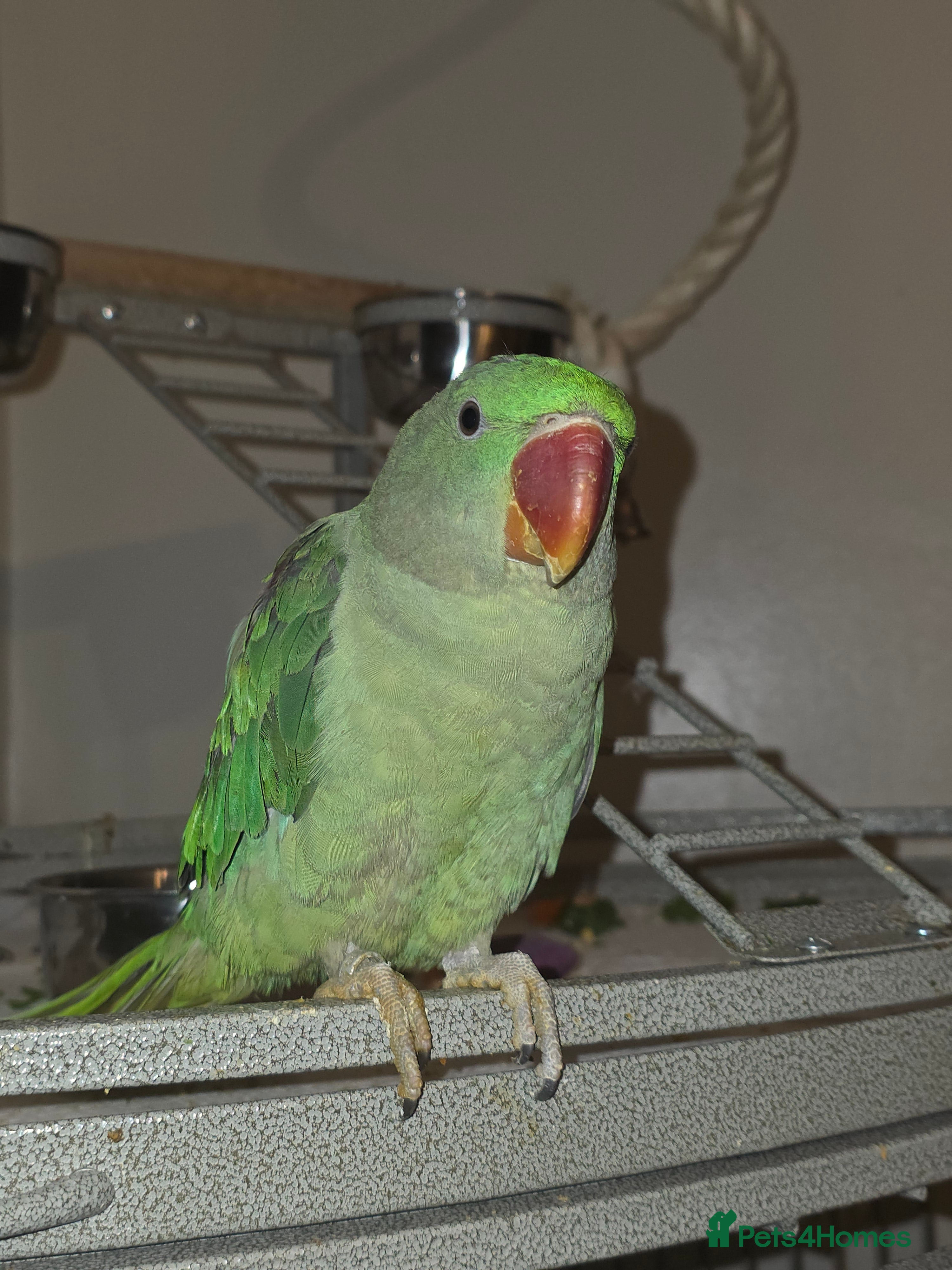 Parrots birds Alexandrine Parrot 6 months old - Advert 2