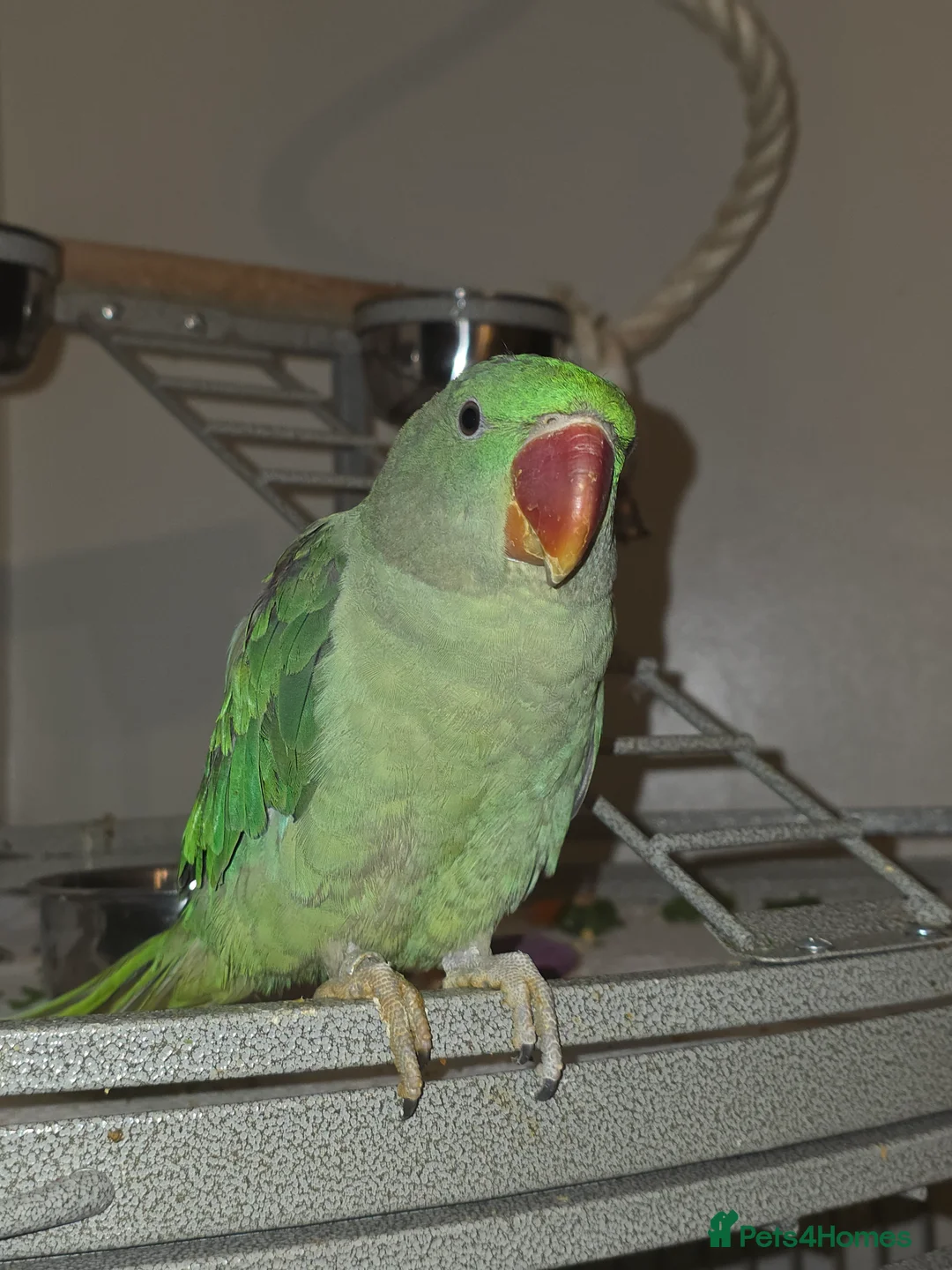 Parrots birds for sale: Alexandrine Parrot 6 months old - Advert 1
