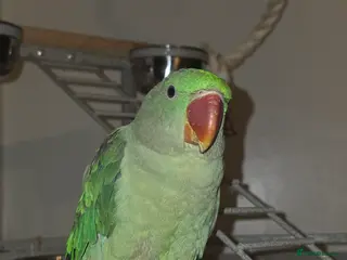 Parrots birds Alexandrine Parrot 6 months old - Advert 2