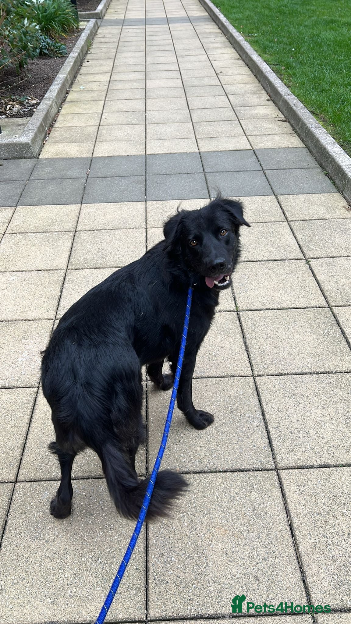 Labrador Retriever dogs Gorgeous Dominique - 1 year old male  - Advert 4