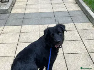 Labrador Retriever dogs Gorgeous Dominique - 1 year old male - Advert 1