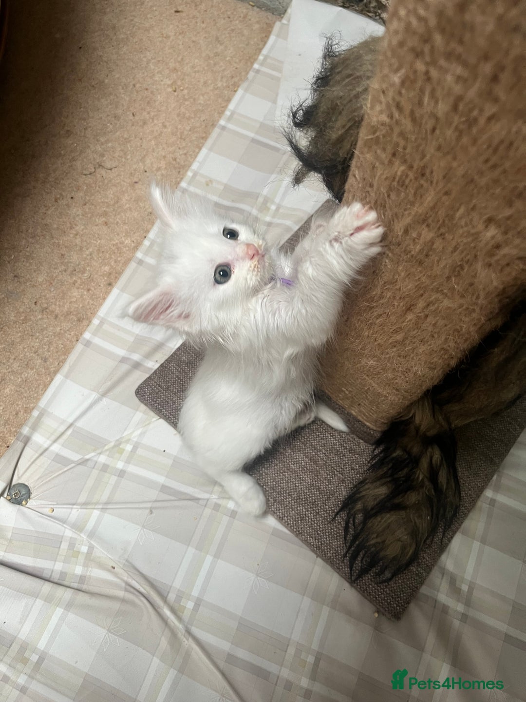 Maine Coon cats for sale: Stunning TICA registered Maine coon kittens  - Image 14