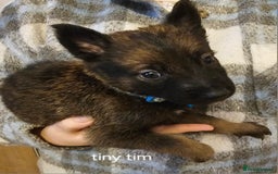 Belgian Shepherd Dog dogs for sale: Belgian malinois puppies  - Image 4
