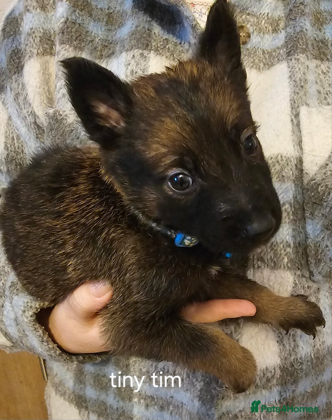 Belgian Shepherd Dog dogs for sale: Belgian malinois puppies  - Image 4