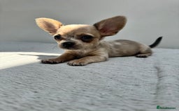 Chiweenie dogs for sale: ** chiweenie puppies  in Worcester - Image 1