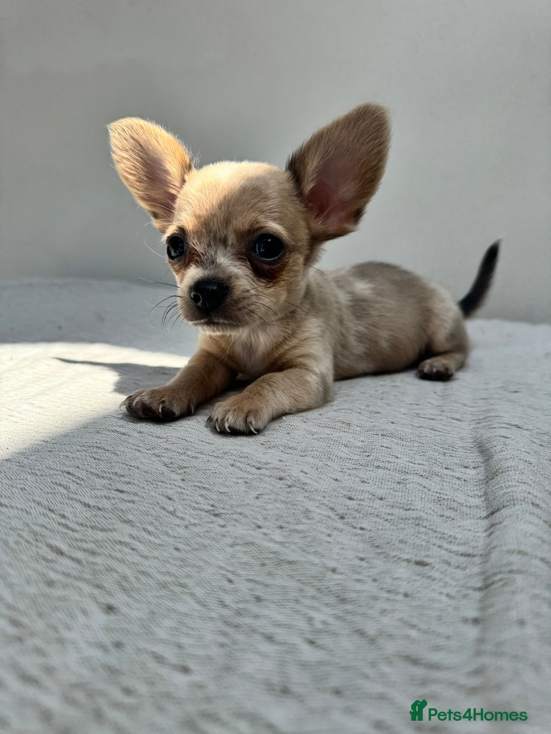 Chiweenie dogs for sale: ** chiweenie puppies  in Worcester - Image 1