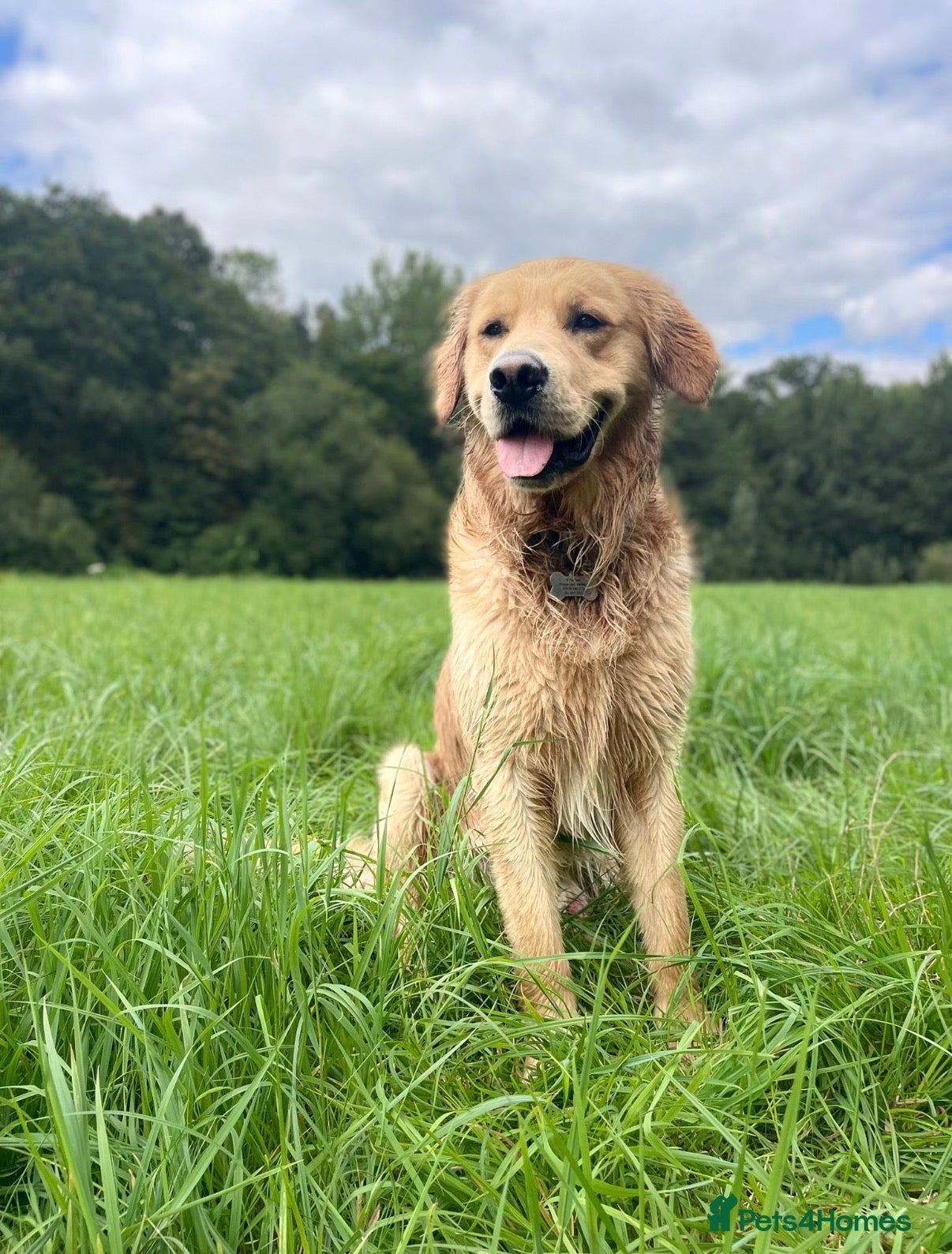 Golden Retriever dogs for sale: Beautiful Golden Retriever Puppys - Advert 21