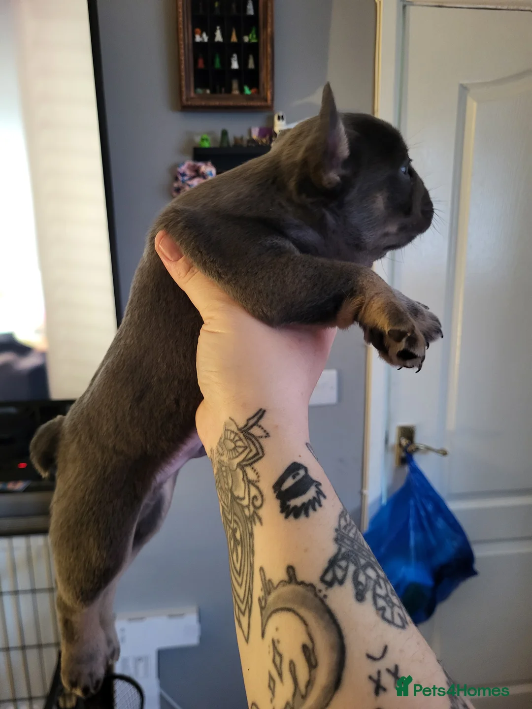 French Bulldog dogs for sale: French Bulldog Puppies - Advert 2