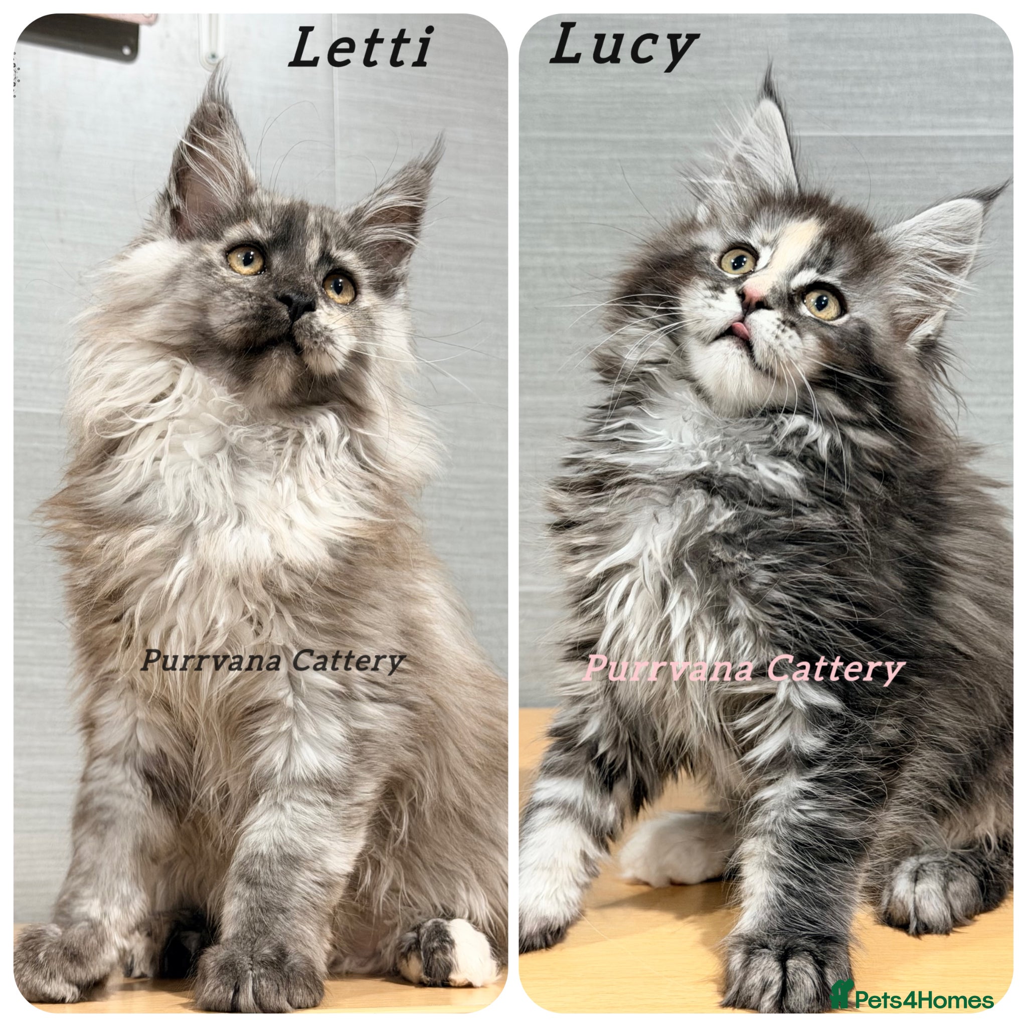 Maine Coon cats TICA registration Maine coon kittens Ready to go - Advert 6
