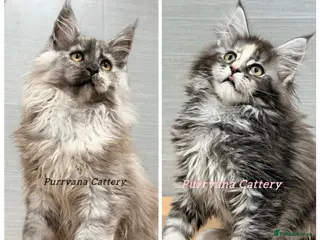 Maine Coon cats TICA registration Maine coon kittens Ready to go - Advert 6