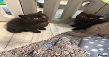 British Shorthair cats - Advert 14