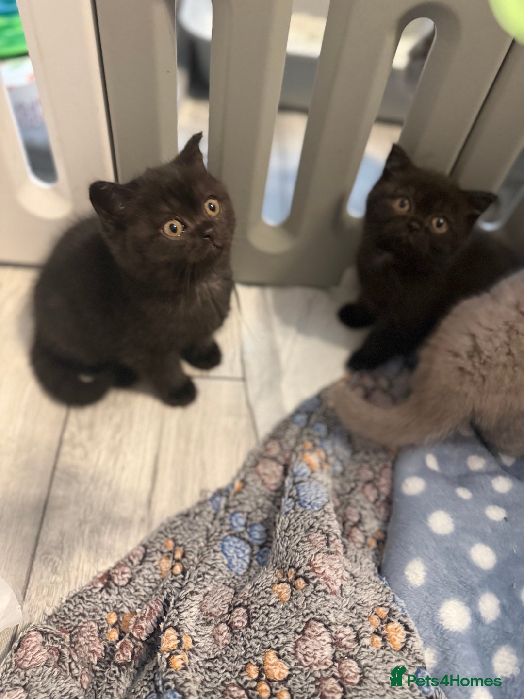 British Shorthair cats for sale: Beautiful British shorthair champion bloodlines - Image 5