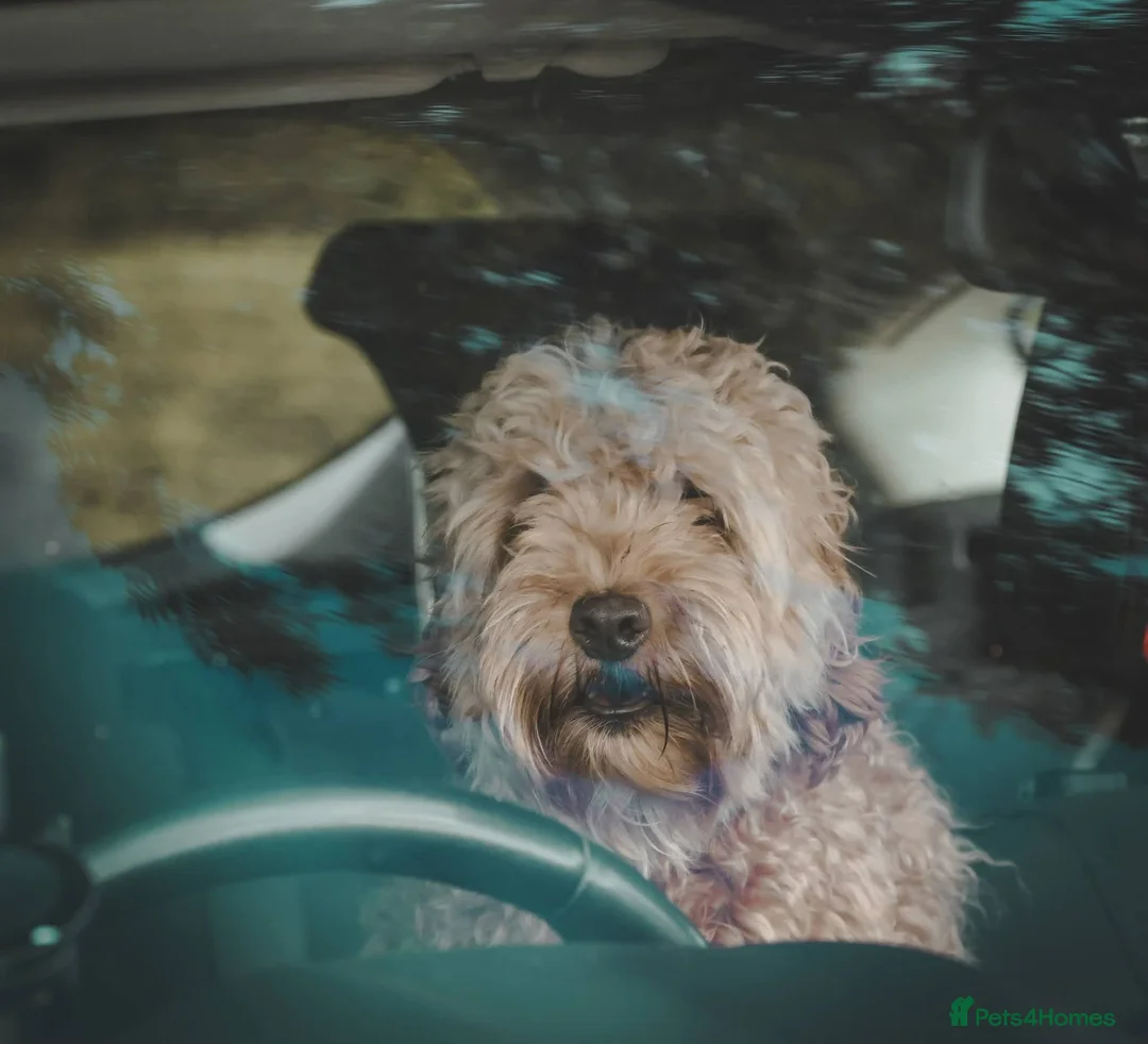 Cockapoo dogs for sale: Beautiful but vocal 1 year old cockapoo in Louth - Advert 2