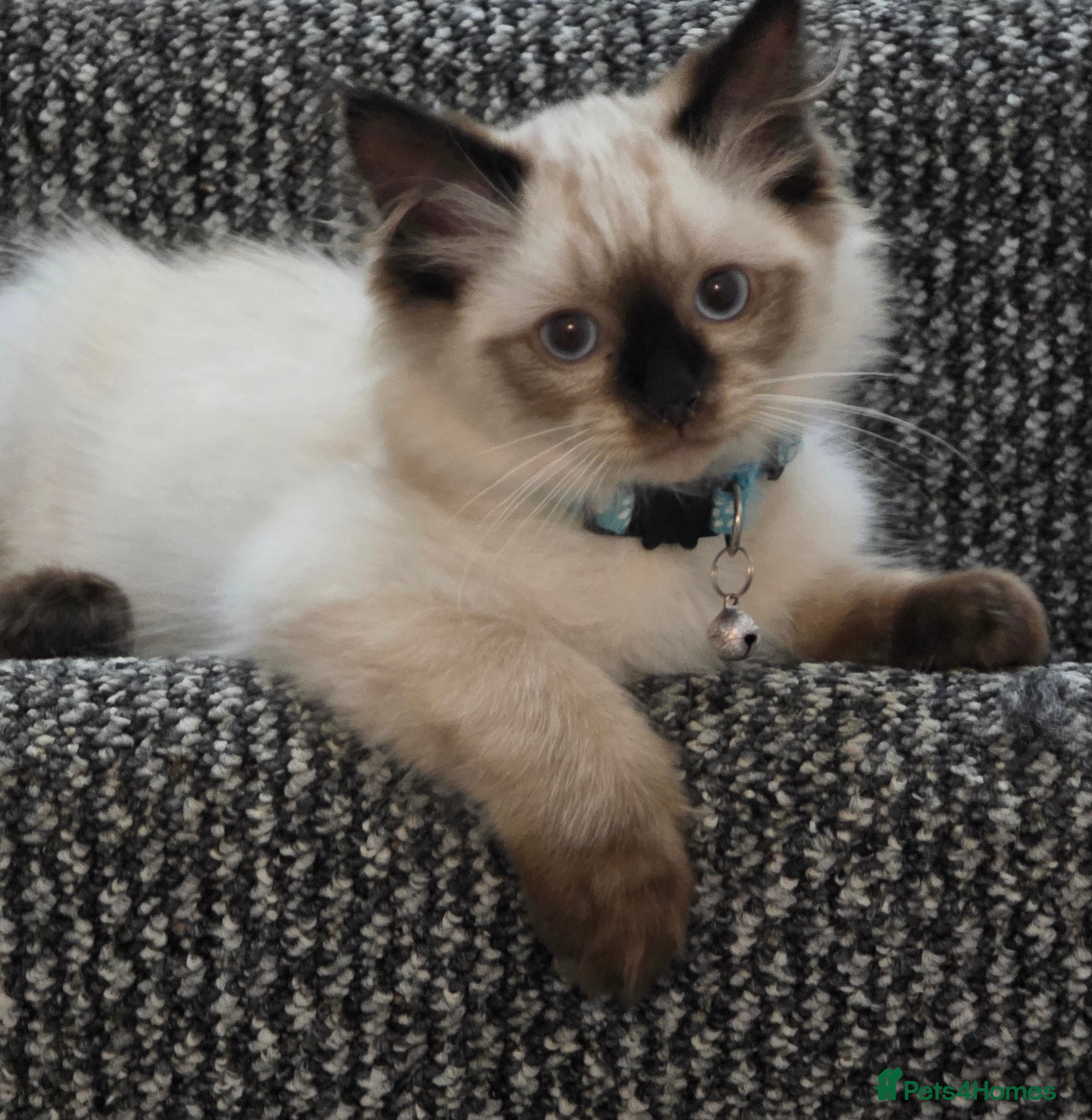 Ragdoll cats Beautiful Ragdoll kittens ready for a new home  - Advert 12