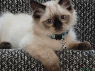 Ragdoll cats Beautiful Ragdoll kittens ready for a new home - Advert 1