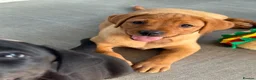 Labrador Retriever dogs for sale: Girls - Fully Health tested parents, Red & golden - Advert 7