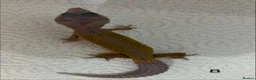 Leopard Gecko reptiles for sale: Baby leopard geckos £40 to £60 - Advert 15