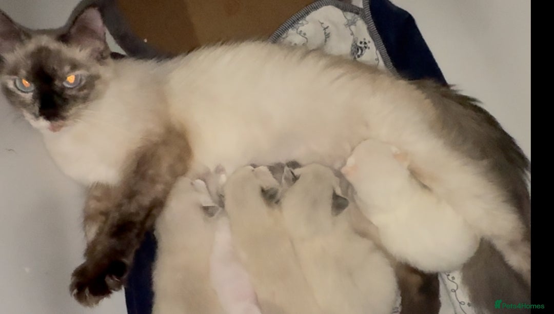 Ragamese cats for sale: Ragamese - Ragdoll x Siamese adorable kittens  - Image 7