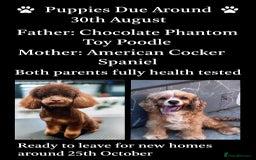 Cockapoo dogs for sale: Unique F1 Cockapoo Puppies Expected - Image 1