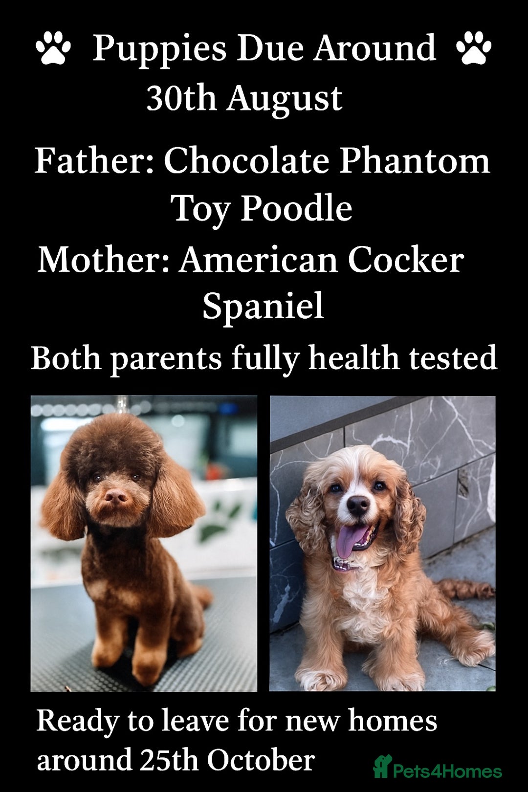 Cockapoo dogs for sale: Unique F1 Cockapoo Puppies Expected - Image 1
