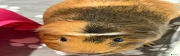 Guinea Pig rodents for sale: Lone Male guinea pig looking for a new home - Advert 3