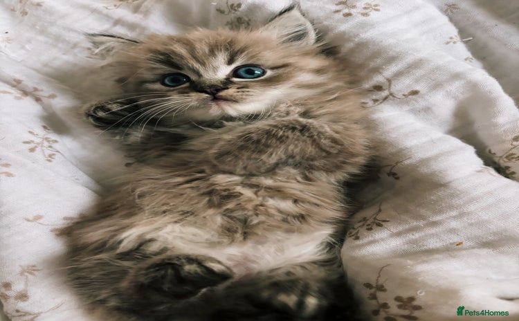 Perdoll cats - Advert 13