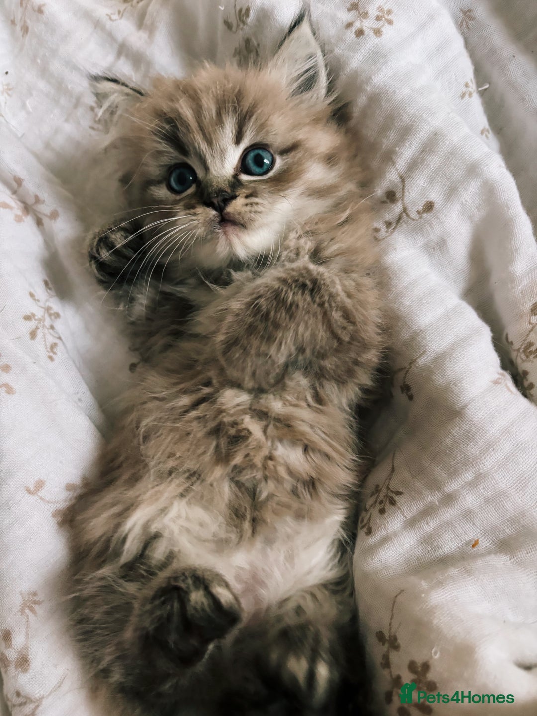 Perdoll cats for sale: Luxury Perdoll Kitten READY NOW  - Advert 5