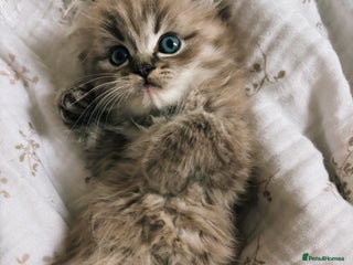 Perdoll cats - Advert 28