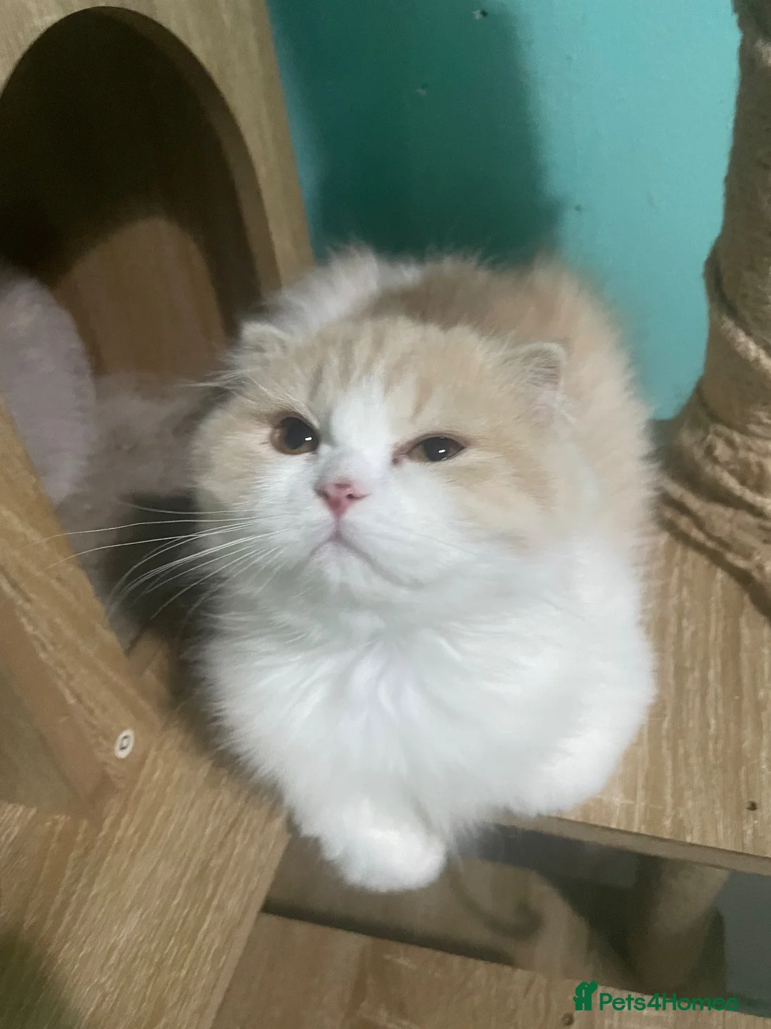 Scottish Fold cats for sale: Scottish fold - Advert 1