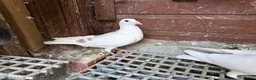 Pigeons birds for sale: Quality 2025 Racing Pigeon Pairs Available - Advert 7