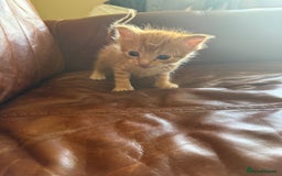 Domestic Shorthair cats for sale: 3 tabby 2 ginger - Image 5