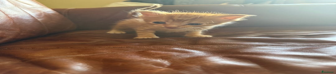 Domestic Shorthair Kitten 2