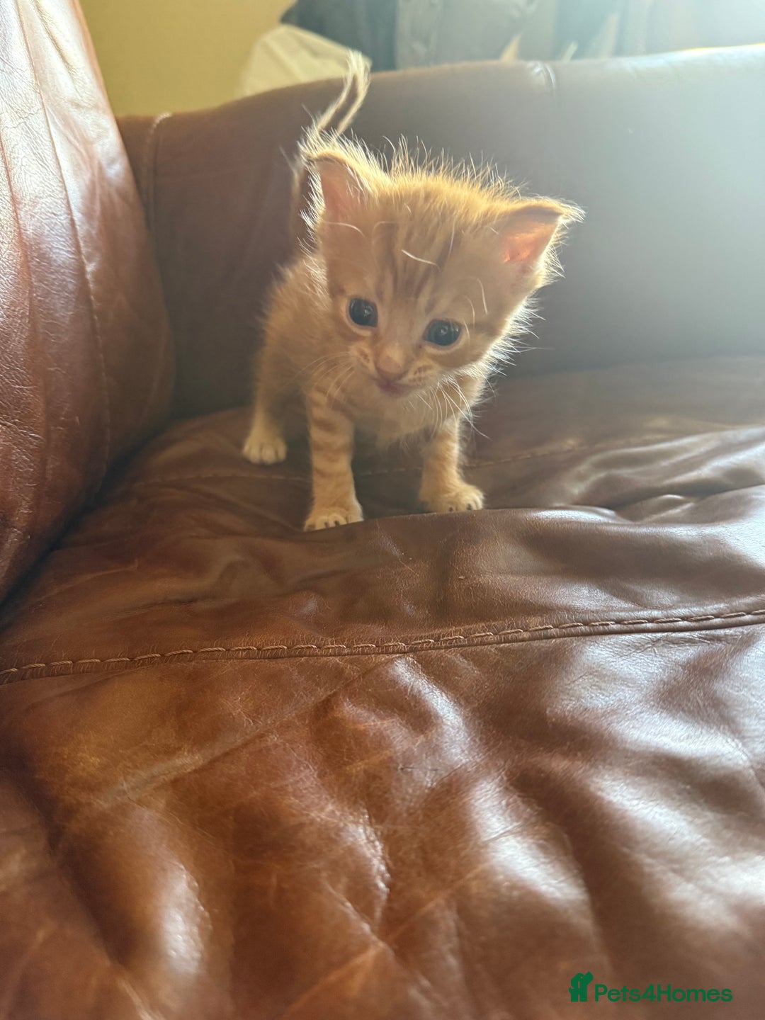 Domestic Shorthair cats for sale: 3 tabby 2 ginger - Image 5
