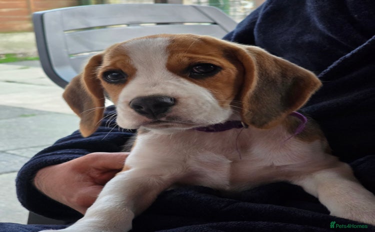 Beagle dogs in Warrington - Advert 1