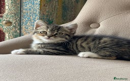 Mixed Breed cats for sale: Adorable Longhair Kittens-ready for a new home - Image 8