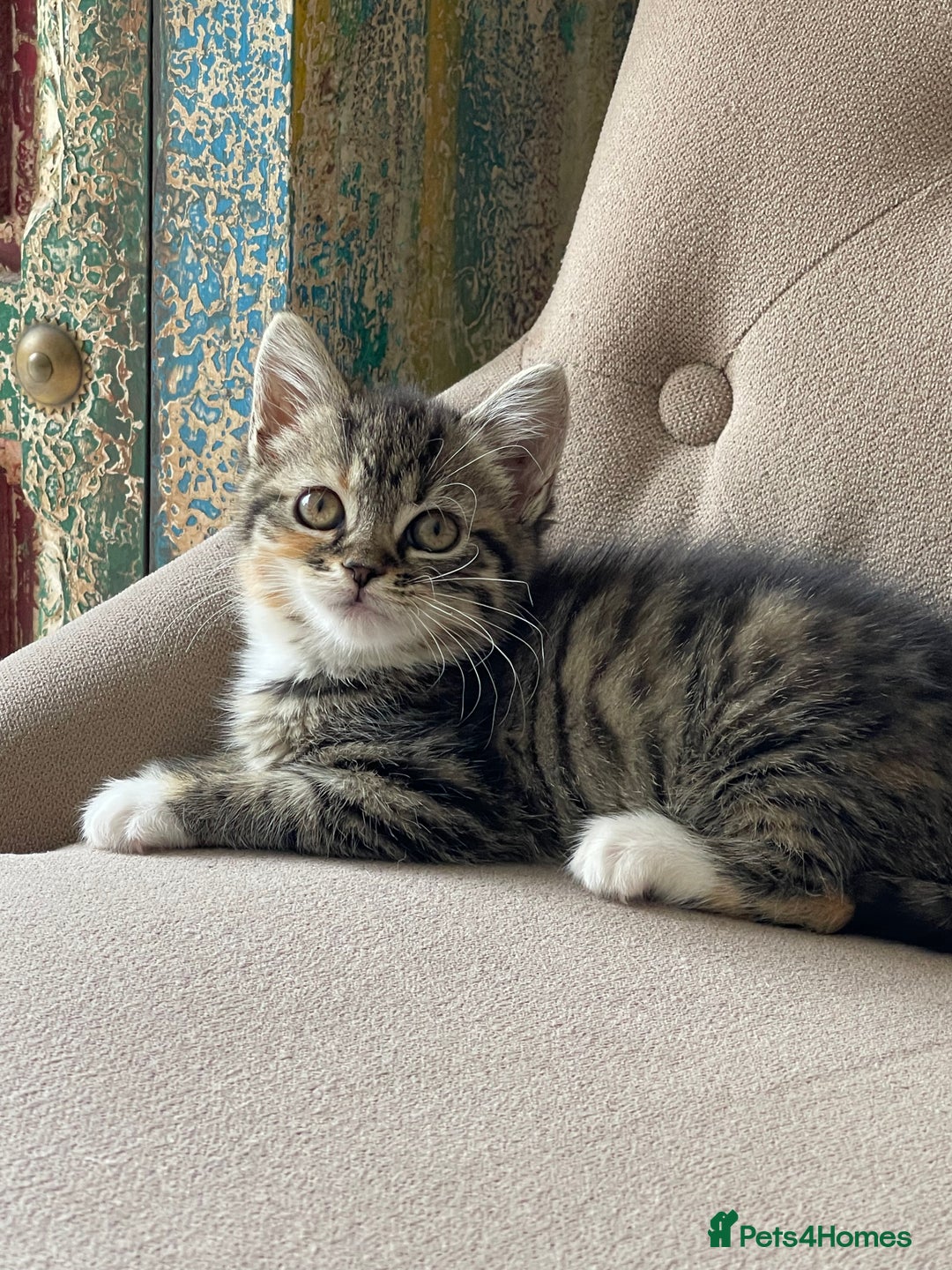 Mixed Breed cats for sale: Adorable Longhair Kittens-ready for a new home - Image 8