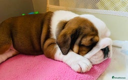 English Bulldog dogs for sale: English Bulldog Pups Standard Kc Reg - Image 17