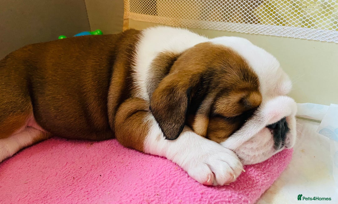 English Bulldog dogs for sale: English Bulldog Pups Standard Kc Reg - Image 17