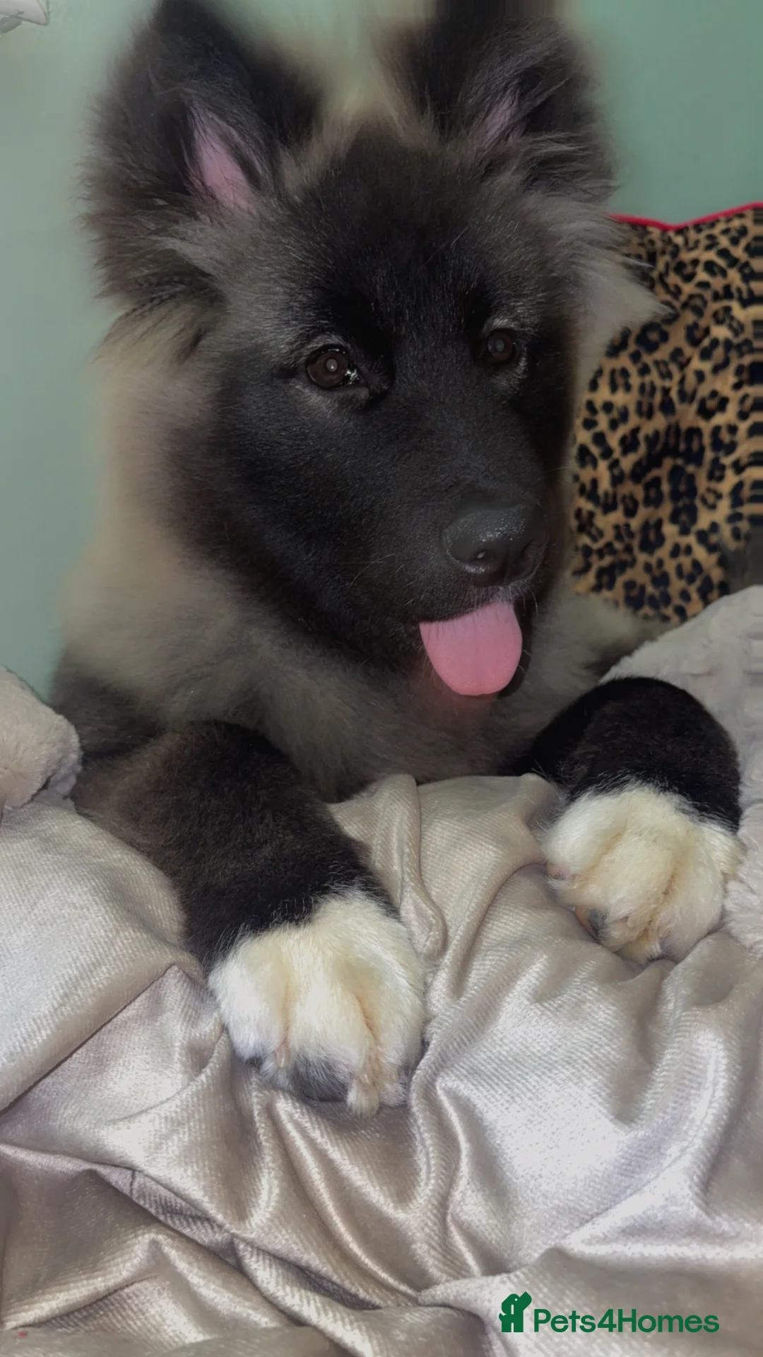 Huskita dogs for sale: Female Akita puppy  - Advert 3