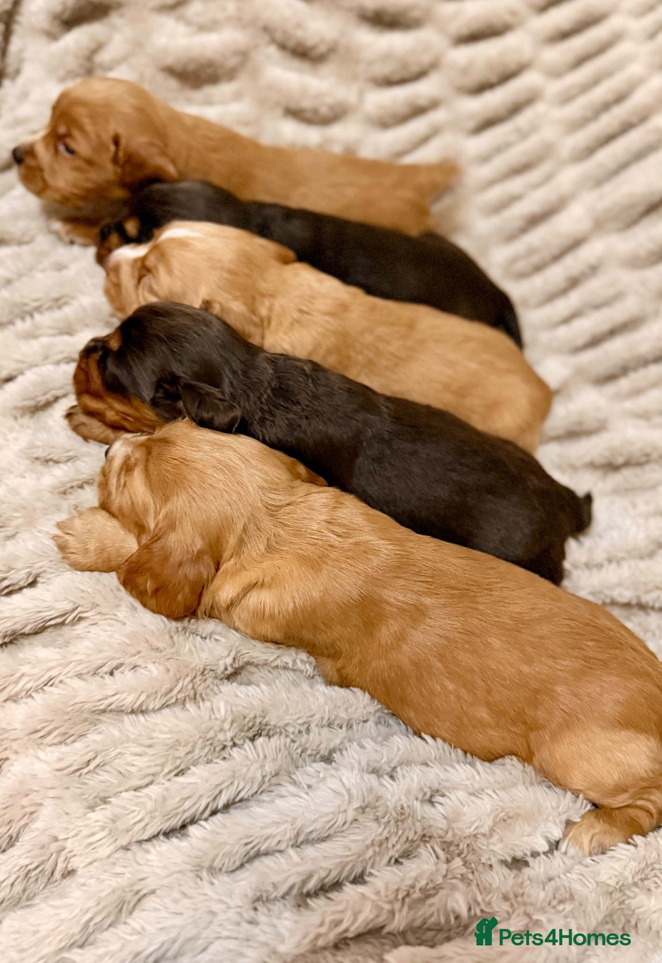 Cocker Spaniel dogs TOP CLASS KC COCKER SPANIELS  - Advert 2